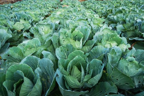 Free Expansive view of a lush cabbage field ripe for harvest in Sri Lanka. Stock Photo