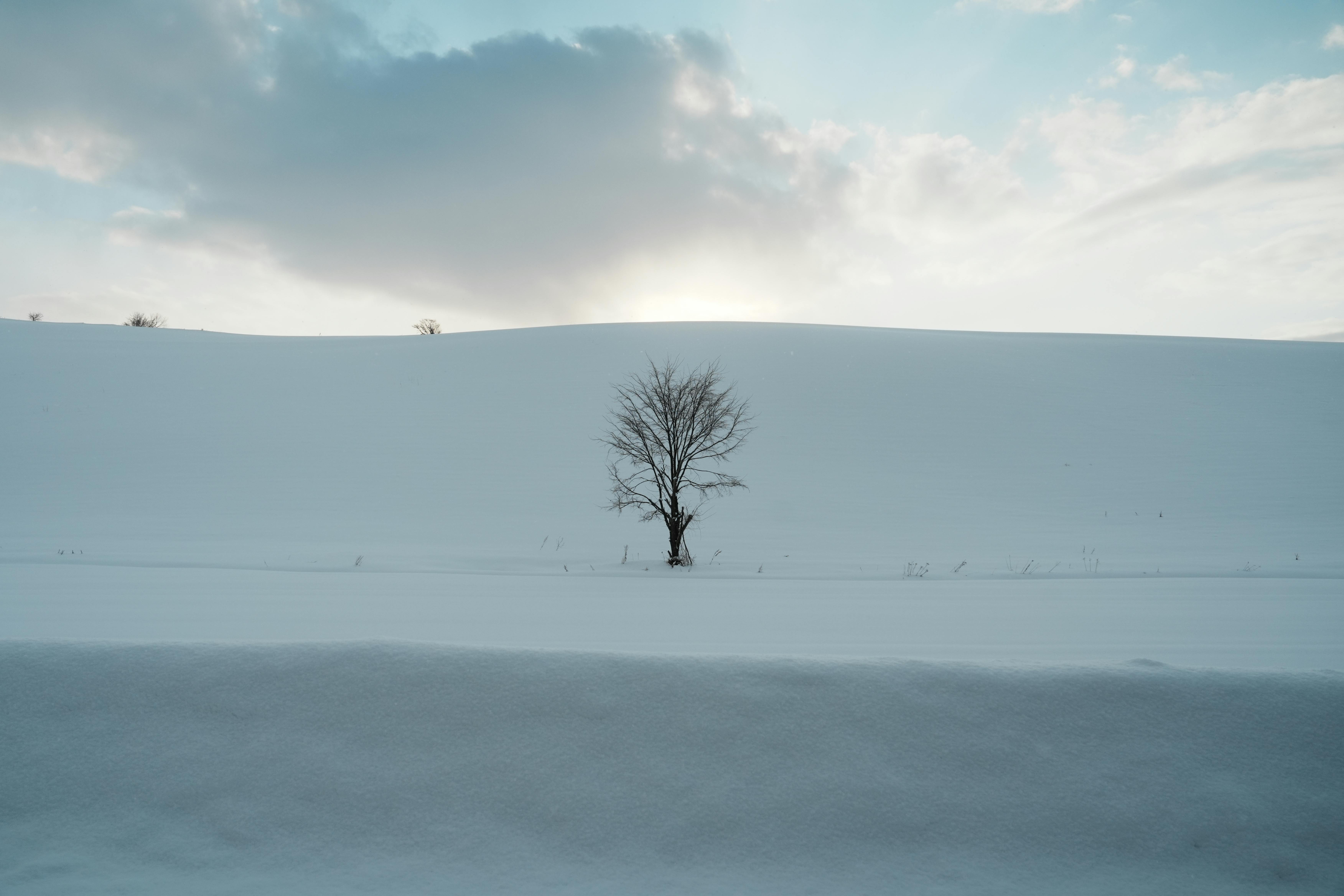 A lone tree stands in the snowy landscapes of Hokkaido, Japan, under a serene winter sky.