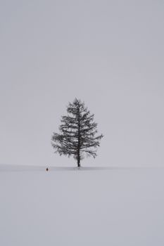 A lone tree stands in a snowy field in Biei, Hokkaido, Japan, showcasing winter solitude.