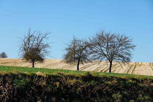 Free A tranquil rural scene featuring barren trees under a clear blue sky. Stock Photo
