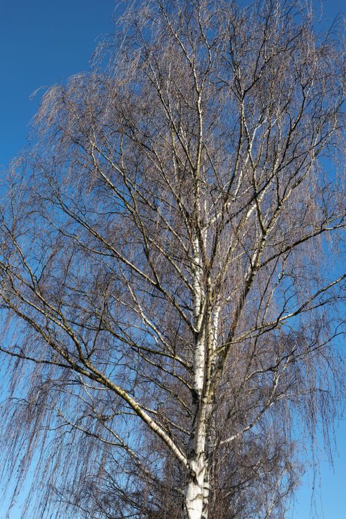 Free A tall birch tree with bare branches reaching into a clear blue sky, capturing nature's simplicity. Stock Photo