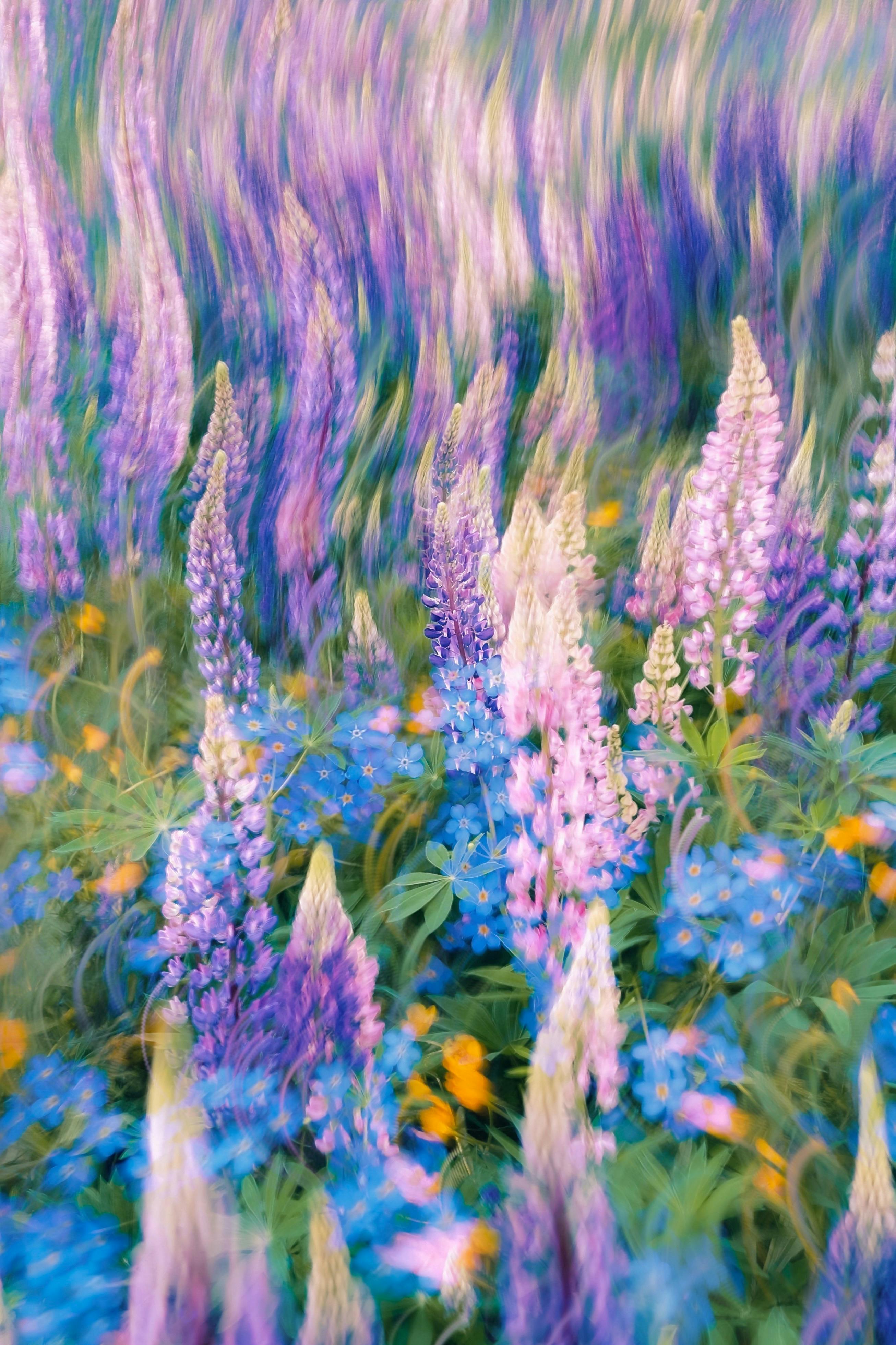 Blurred and colorful wildflowers creating a dreamy, abstract effect in a field.
