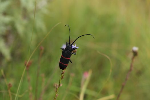 Close-up of a black and red beetle perched on a flower in a lush green field.