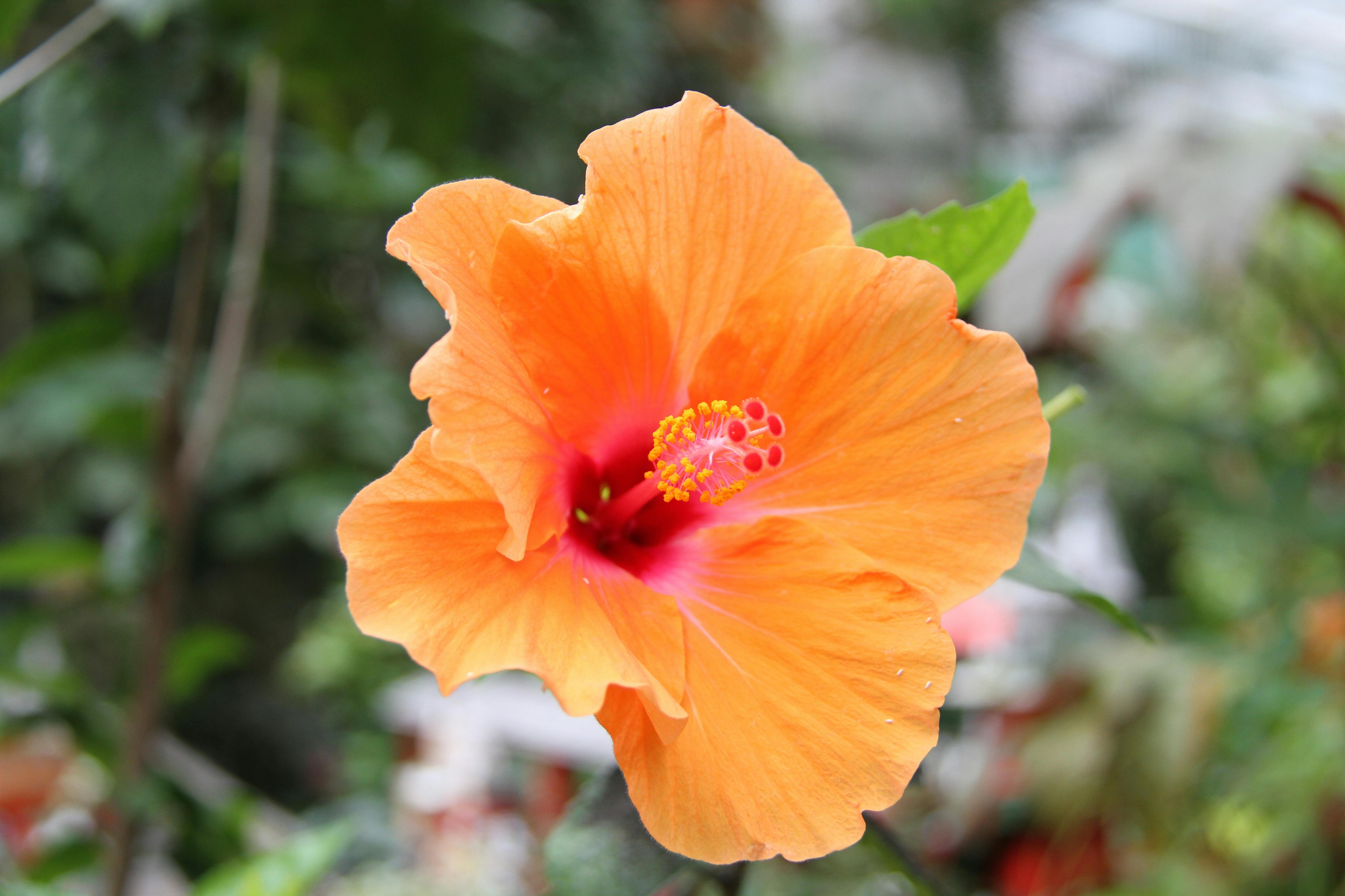 Close-up of a vibrant orange hibiscus flower with a blurred background, showcasing nature's beauty.