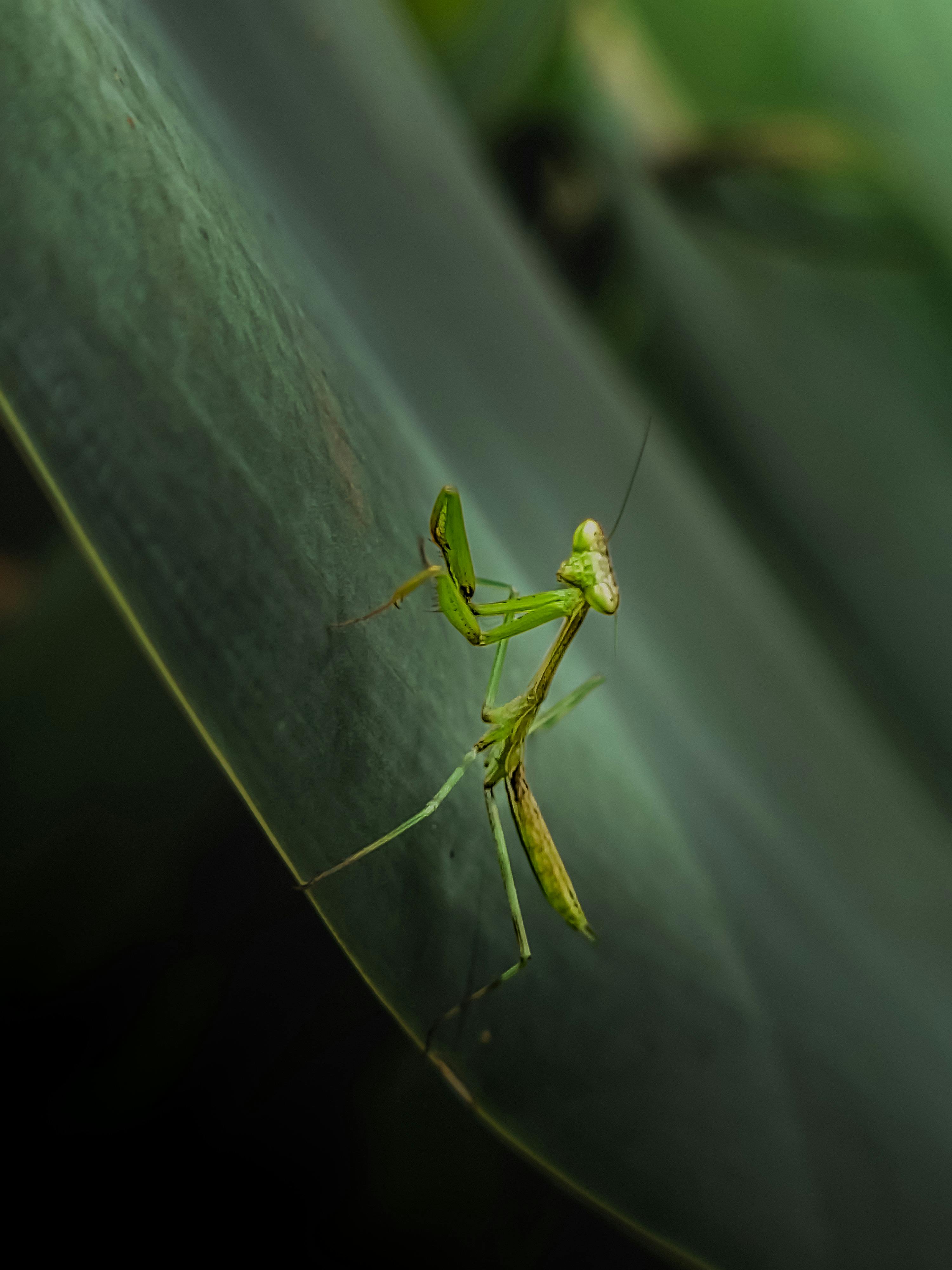 Detailed macro shot of a green praying mantis on a leaf, showcasing its intricate anatomy.