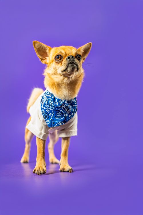 Free An adorable Chihuahua in a blue bandana poses confidently on a vibrant purple background. Stock Photo