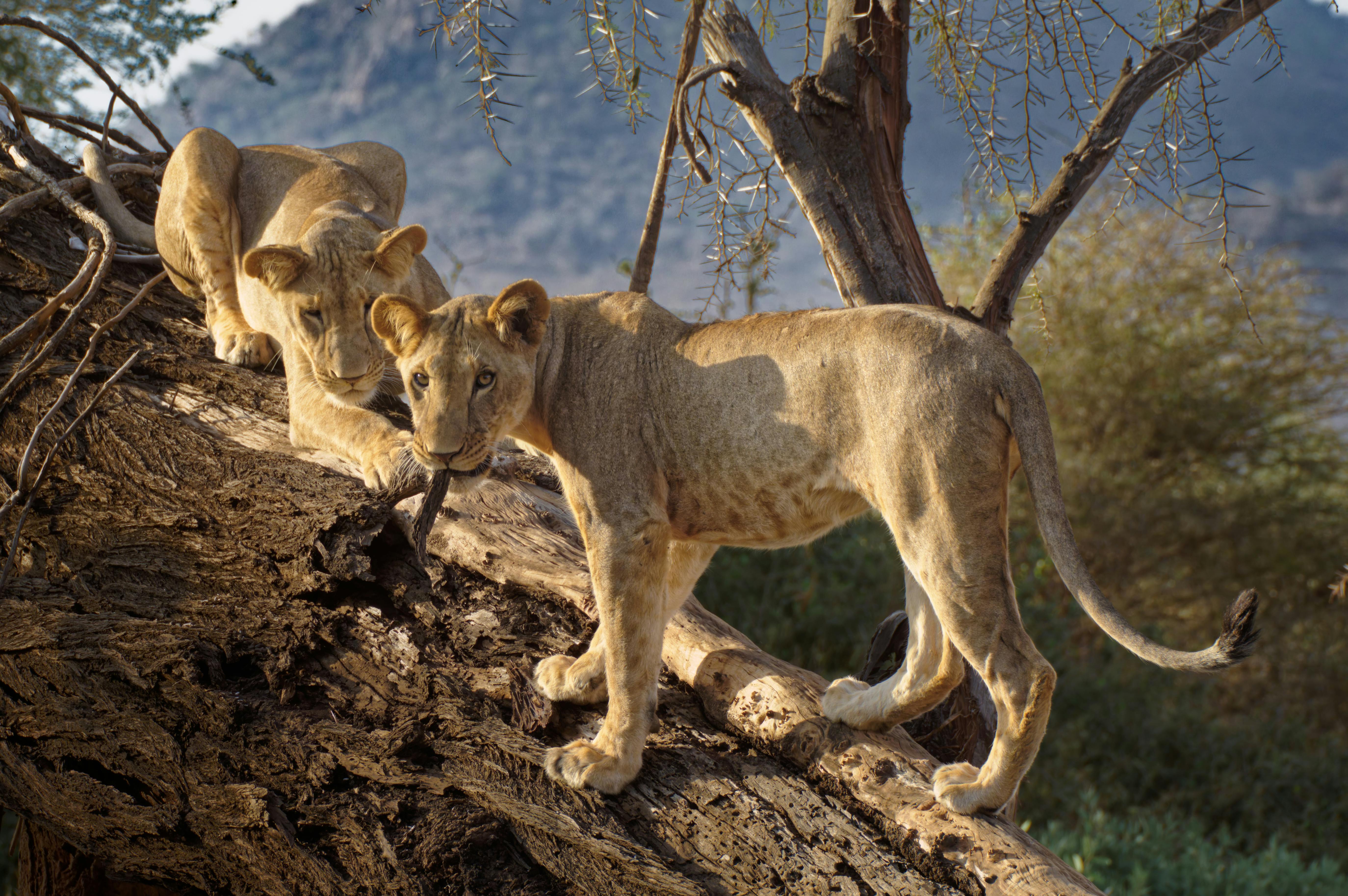 Two young lions climbing a fallen tree in Samburu National Reserve, Kenya.