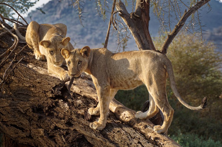 Spectacular Day Trip - Tsavo East National Park (Man Eater Lions of Tsavo & Other Big Five) Review 2026 - Two young lions climbing a fallen tree in Samburu National Reserve, Kenya.