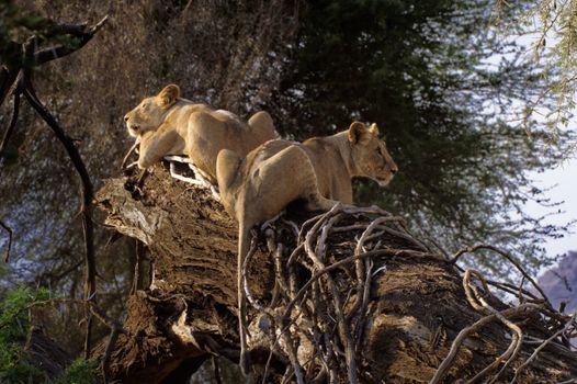 Amboseli under Kilimanjaro (elephants) — Kenya Safari