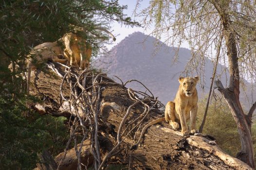 Samburu remote camp game walks — Kenya Safari