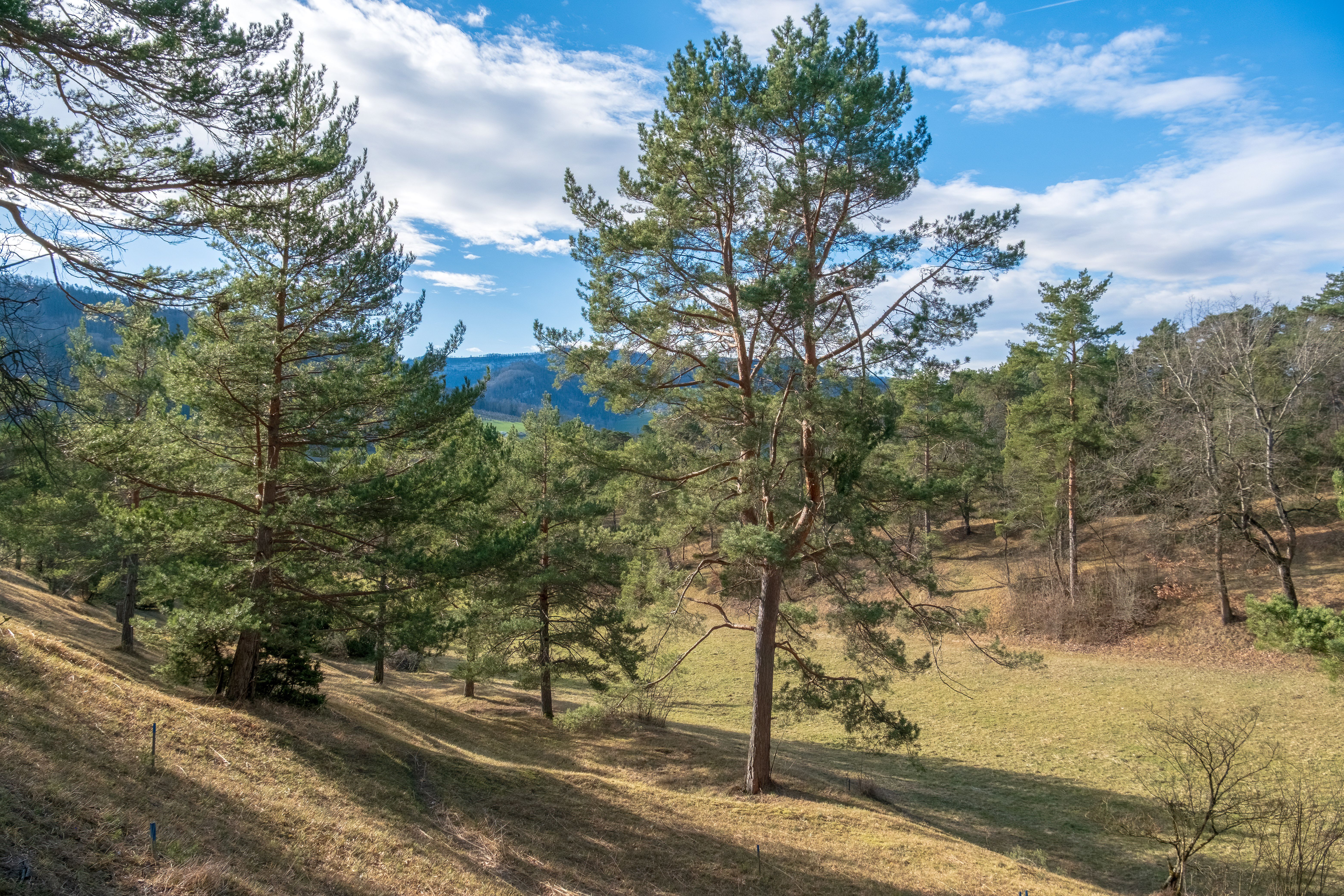 Scenic Pine Forest with Blue Sky · Free Stock Photo