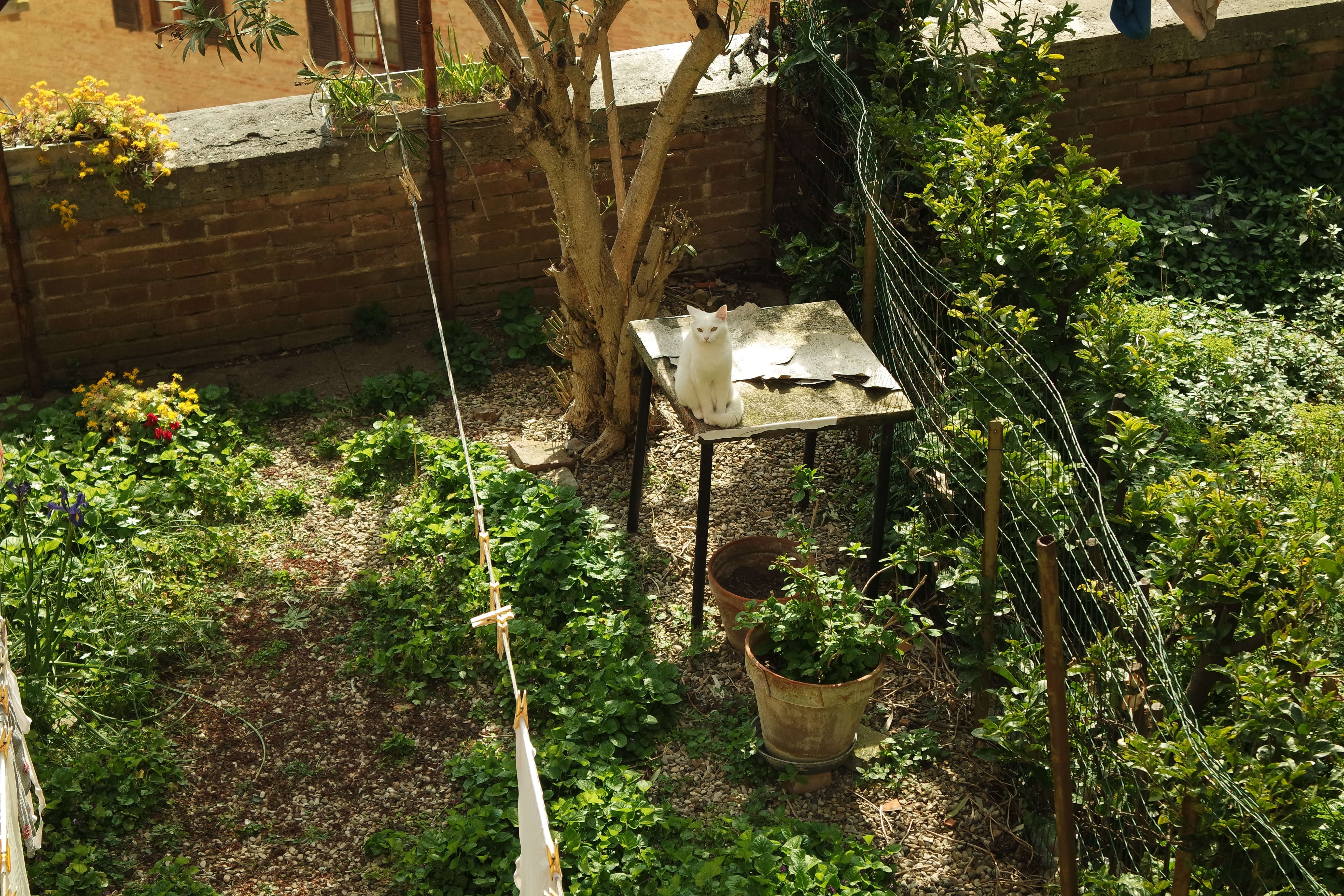 A serene Tuscan garden featuring a white cat on a table in picturesque Tuscany, Italy.
