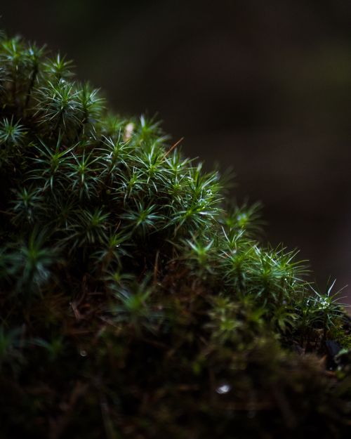 Free Close-up of green moss with a moody backdrop, capturing the essence of forest flora. Stock Photo