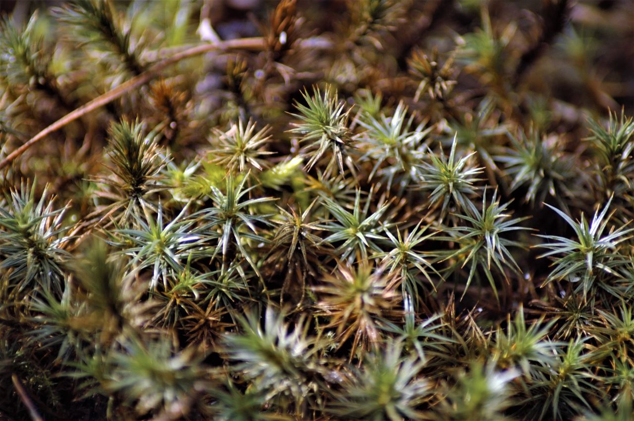 detailed macro shot of spiky evergreen plants in a natural setting sho