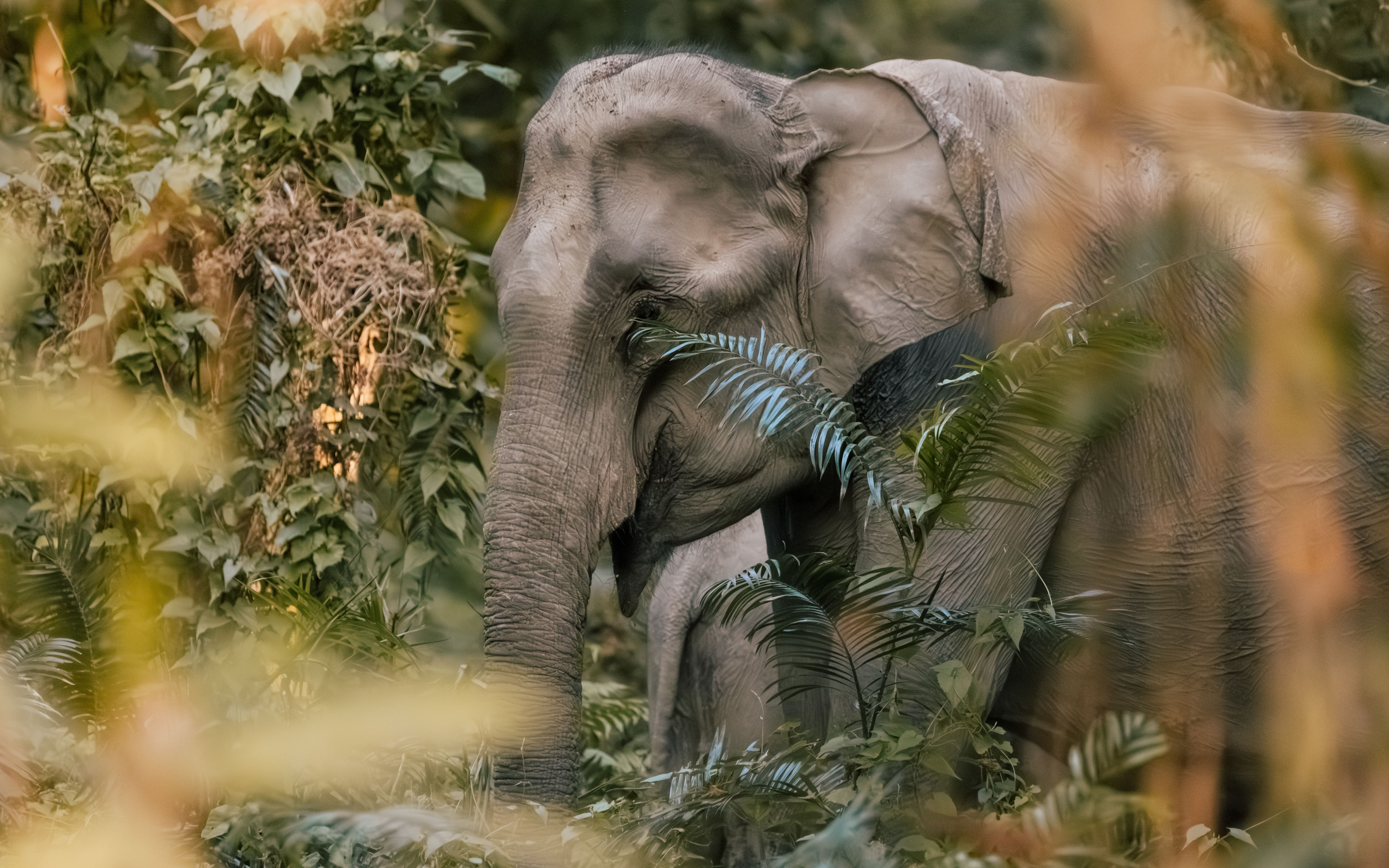 Wildlife photography workshop in rainforest light