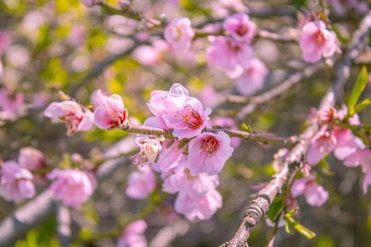 pink peach blossom flowers