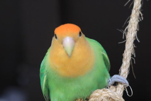 Free Perico agapornis o pericos del amor Stock Photo