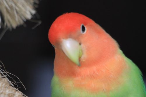 Free Perico agapornis o pericos del amor Stock Photo