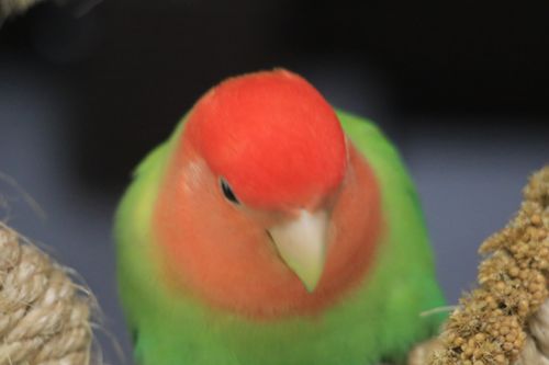 Free Perico agapornis o pericos del amor Stock Photo