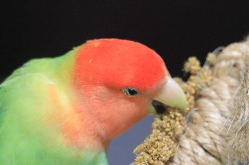 Free Perico agapornis o pericos del amor Stock Photo