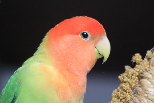 Free Perico agapornis o pericos del amor Stock Photo
