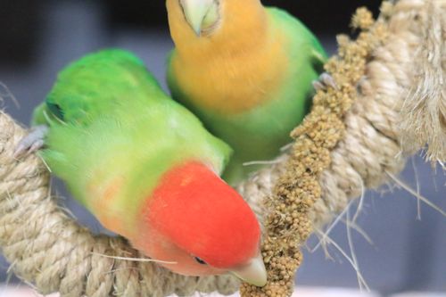 Free Perico agapornis o pericos del amor Stock Photo