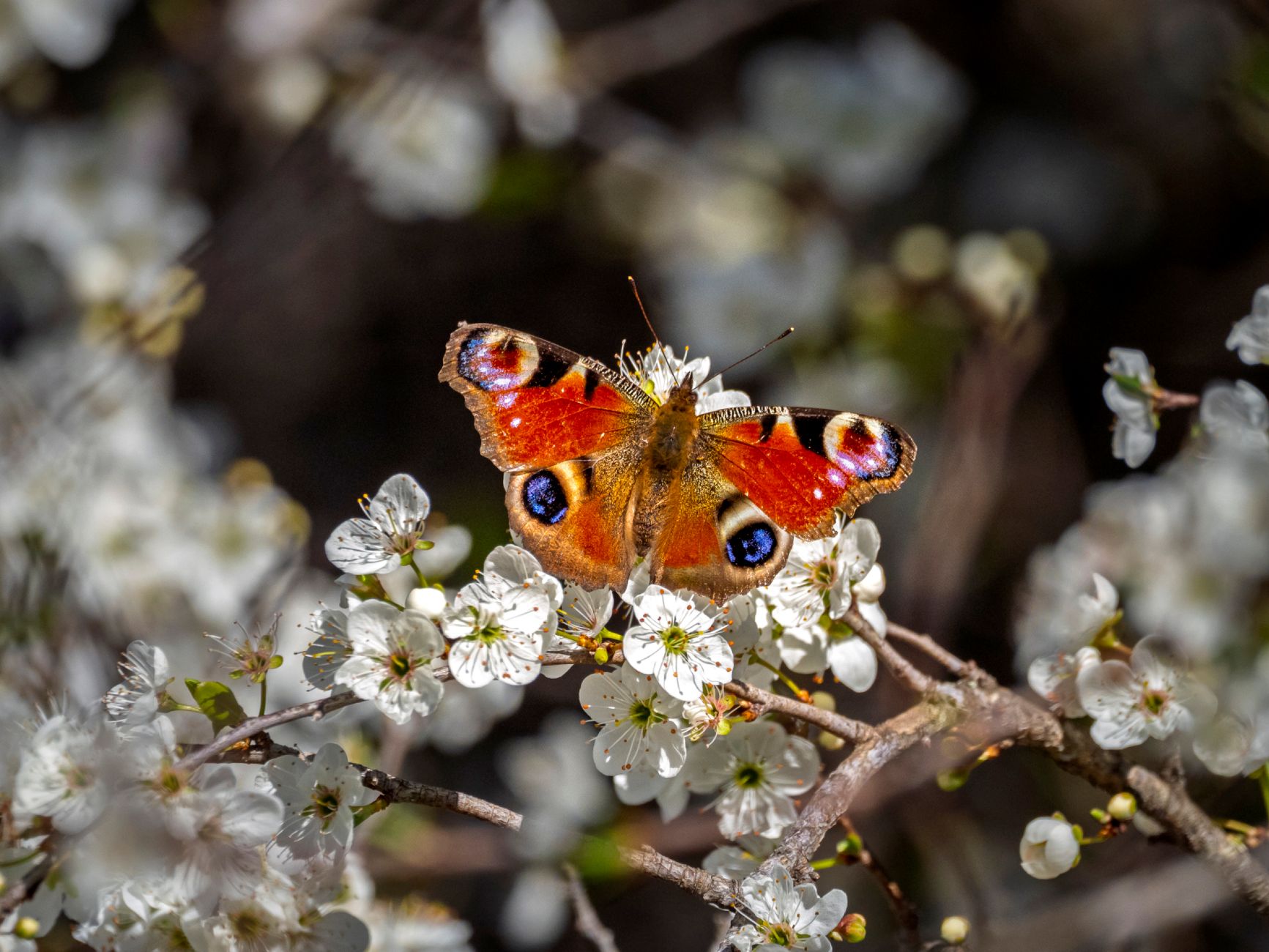 Peacock Butterfly Wins Britain Public Vote