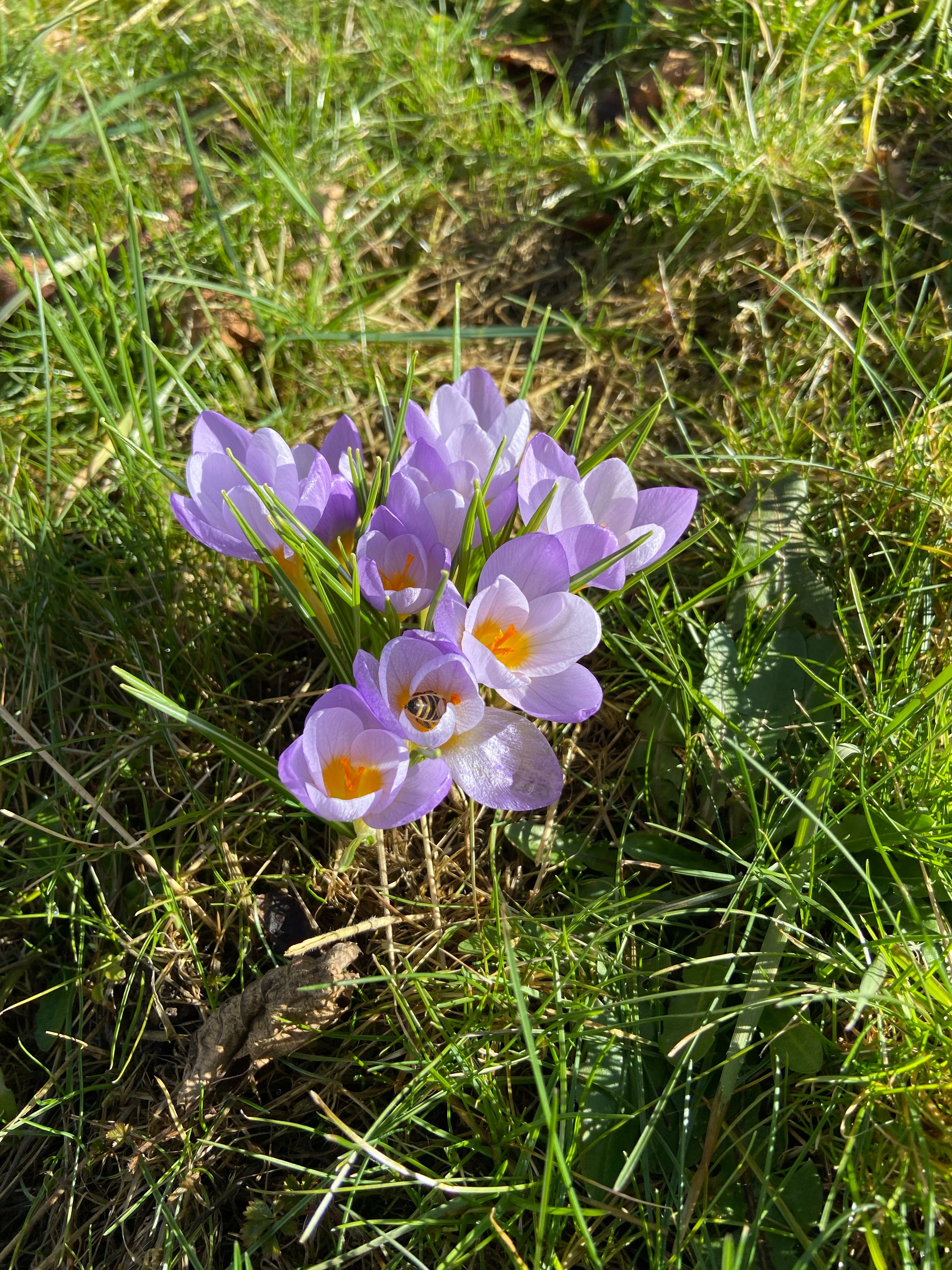 Vibrant Purple Crocus Flowers in Spring Sunshine · Free Stock Photo