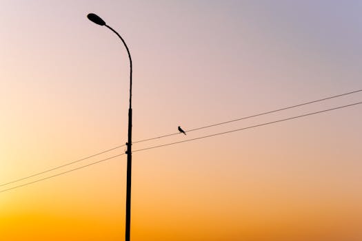 Silhouette of a bird perched on a wire against a vibrant sunset sky in Kurigram, Bangladesh.