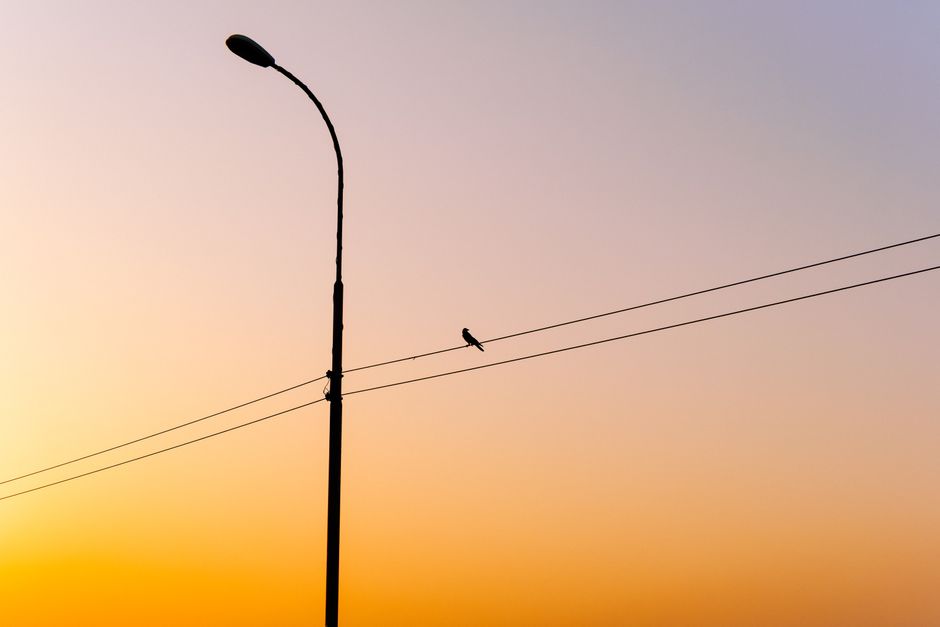 Silhouette of a bird perched on a wire against a vibrant sunset sky in Kurigram, Bangladesh.