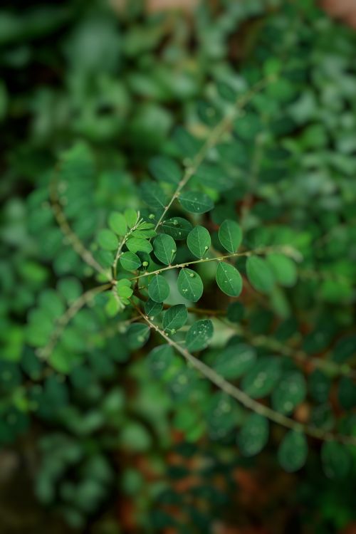 Free Vibrant macro shot of lush green leaves with dew droplets, conveying freshness. Stock Photo