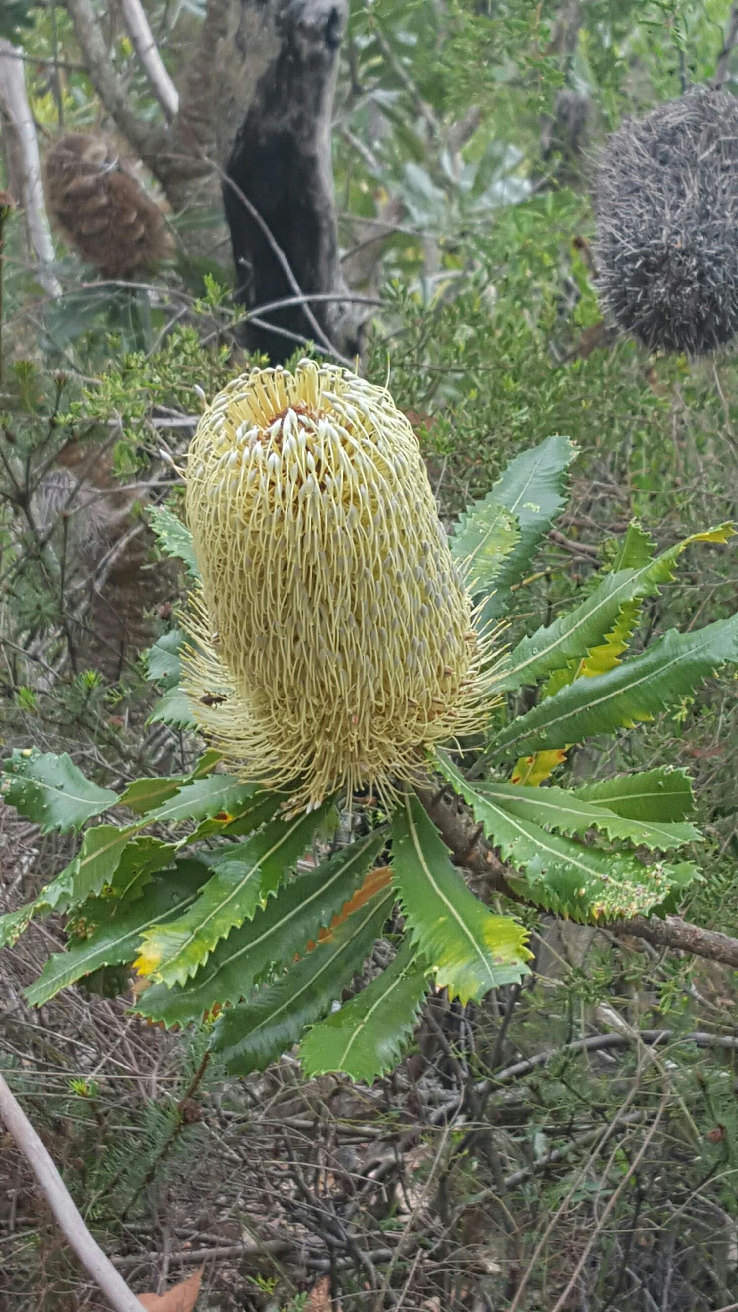 Free stock photo of Australian native flower, banksia, flower