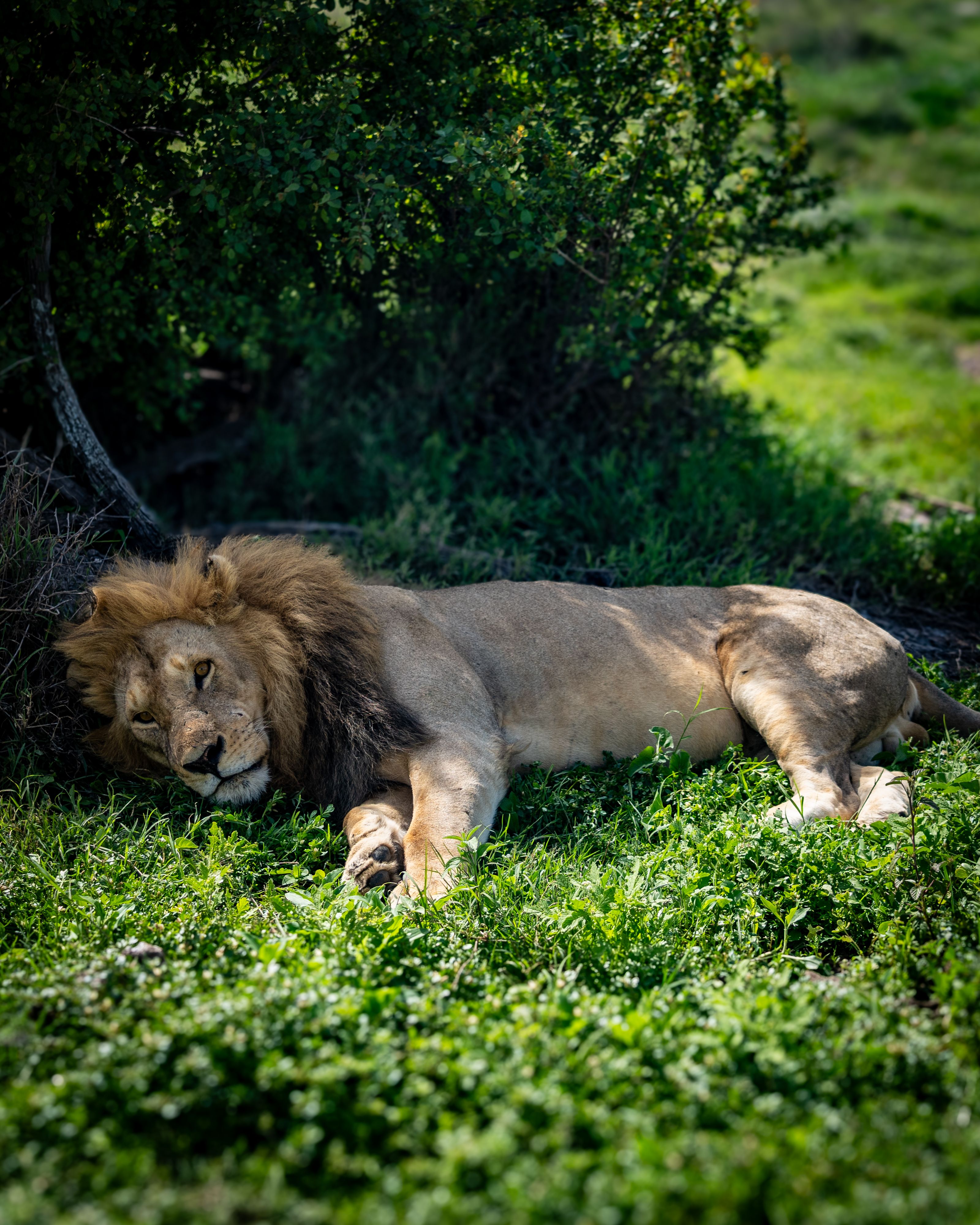 Private Tanzania Grand Safari
