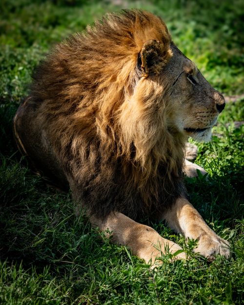 Free Close-up of a majestic lion with a full mane resting in the Mara Region, Tanzania wilderness. Stock Photo