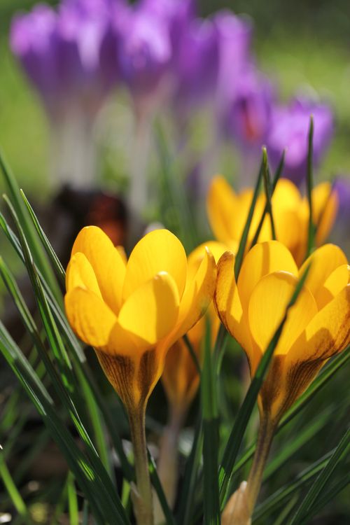 Free Close-up of vibrant yellow crocus flowers in sunlight, symbolizing spring. Stock Photo
