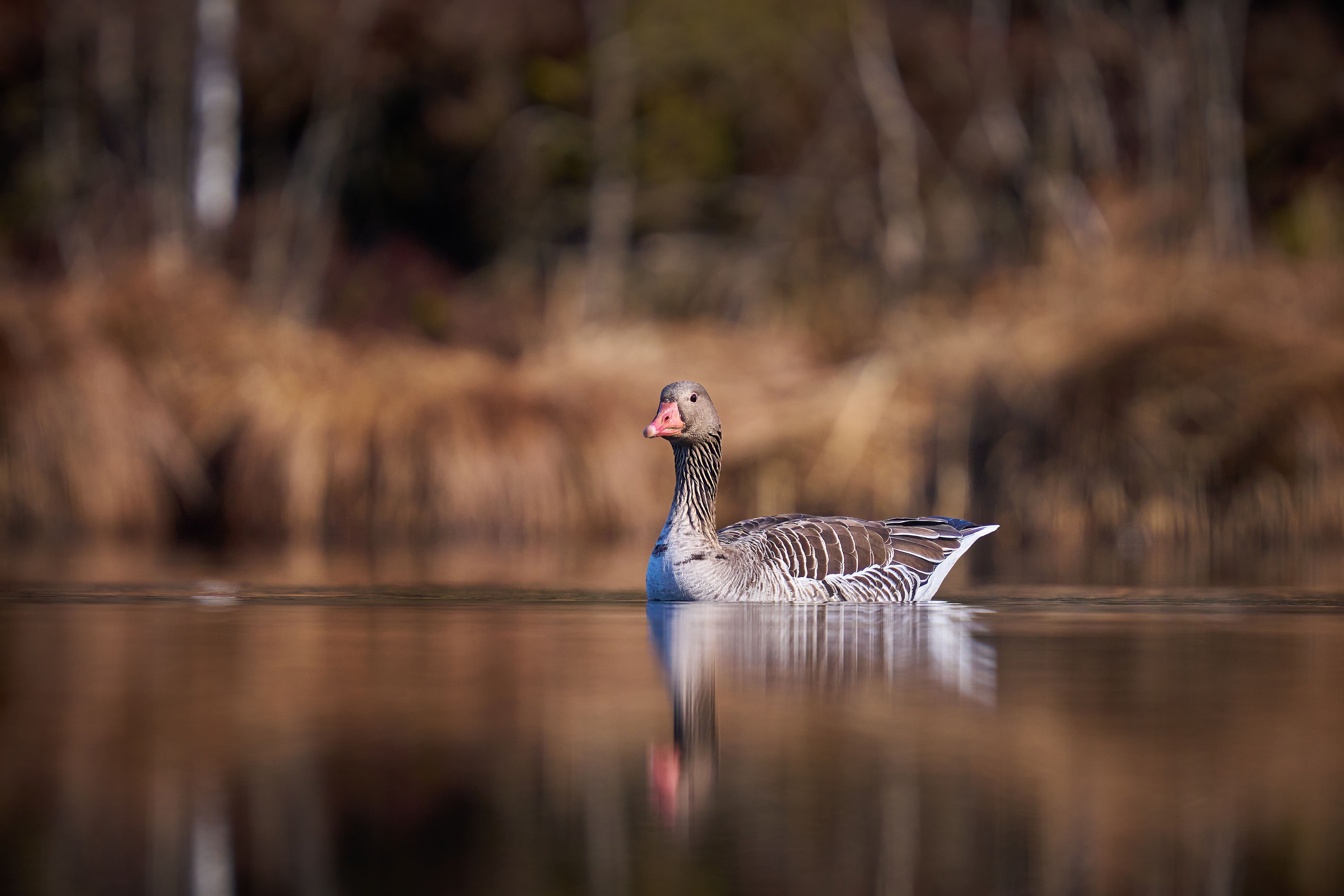 A serene greylag goose swimming gracefully on a calm lake surrounded by soft autumn foliage.