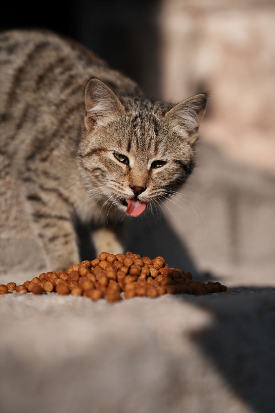 Tabby cat eating a pile of dry kibble
