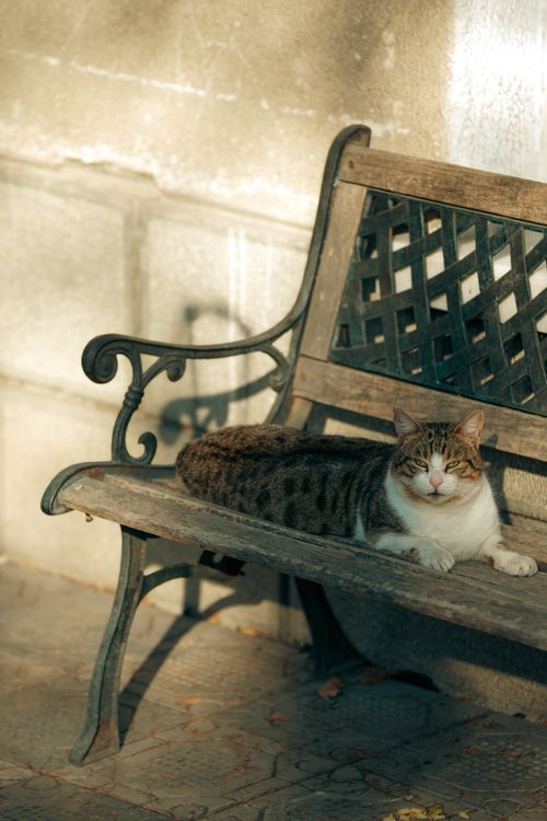 Free A peaceful tabby cat relaxing on a vintage wooden bench outdoors in warm sunlight. Stock Photo