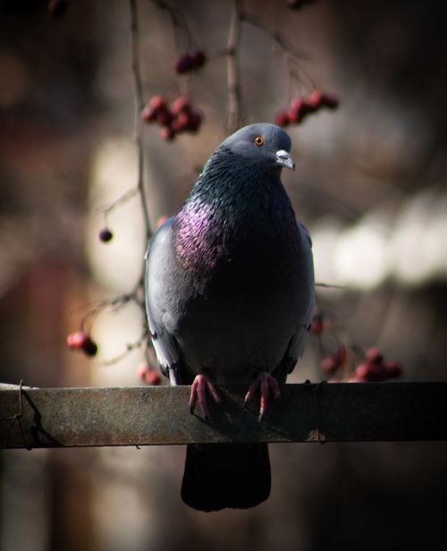 Free A rock pigeon perched on a metal bar, with berries in the background, outdoors. Stock Photo