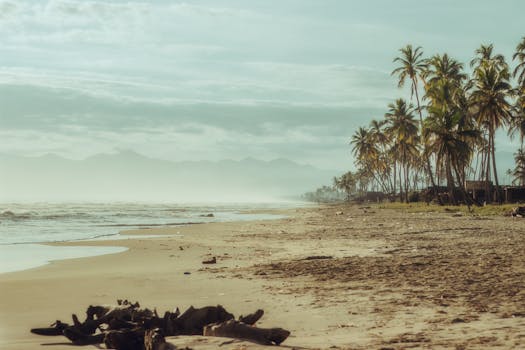 Tranquil beach scene with palm trees in Puerto Cabello, Venezuela. Perfect for relaxation imagery.