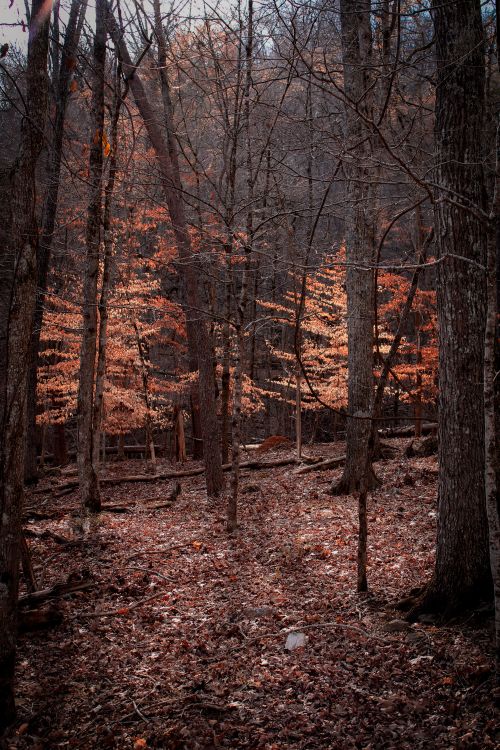 Free A serene autumn forest with bare trees and fallen leaves on the ground. Stock Photo