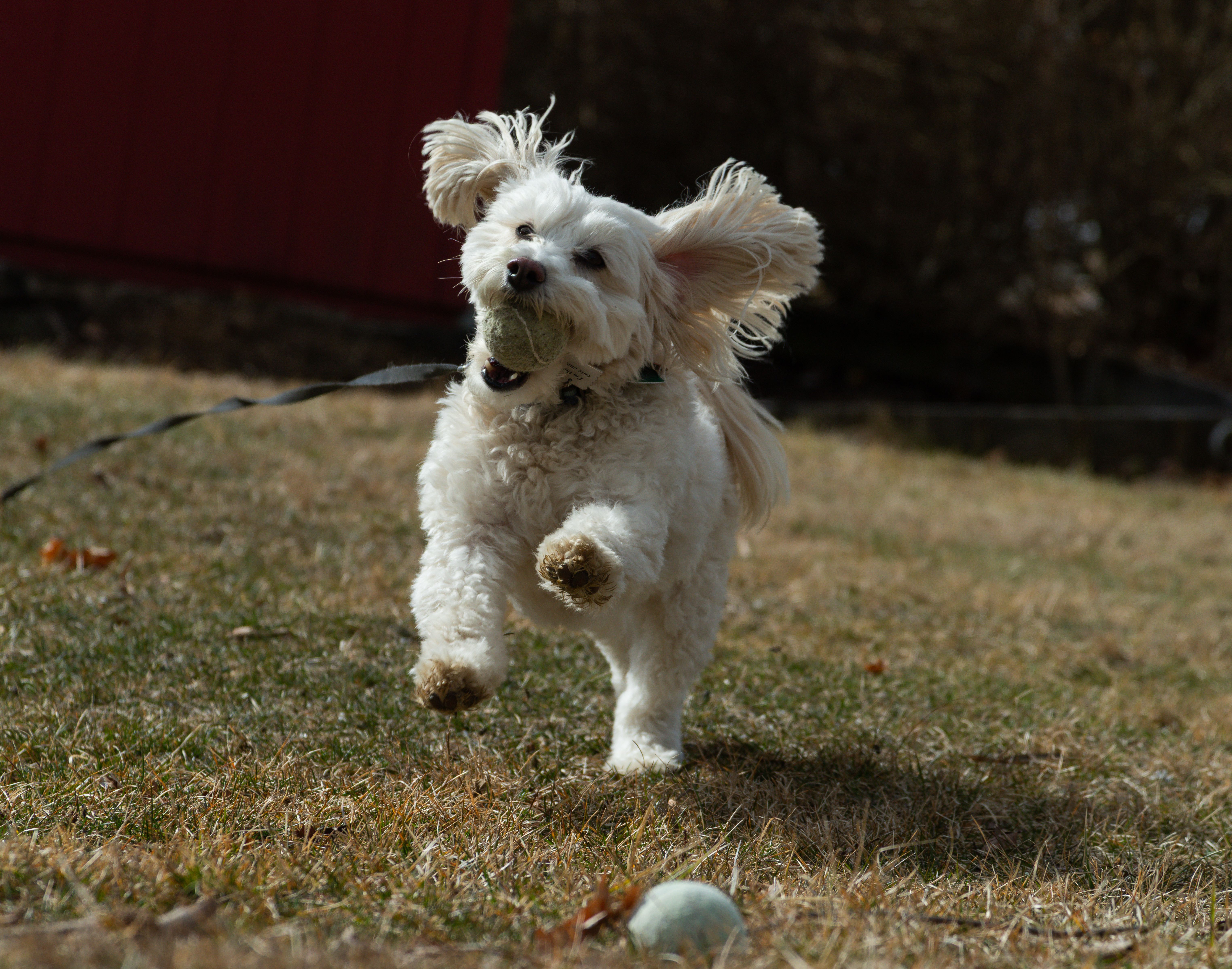 Adorable white dog joyfully running with a tennis ball in its mouth across a grassy field.