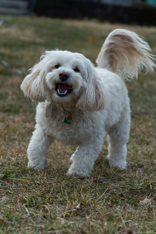 Happy Fluffy White Dog in Green Yard · Free Stock Photo