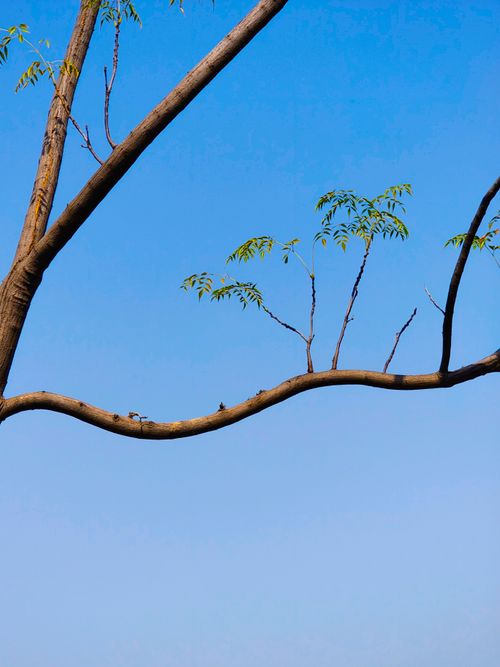 Free A tree branch with sparse leaves stretches against a clear blue sky, capturing nature's simplicity. Stock Photo