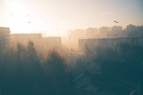 gratis Silhouet Van Een Zwerm Vogels Die Over Bomen Vliegen Op Een Wazige Dag In De Stad Stockfoto