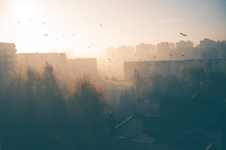 Silhouette Of A Flock Of Birds Flying Over Trees On A Hazy Day In The City