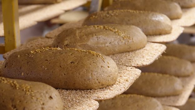Organic Bread - 100% Complete Wheat Rise Organic Bakery