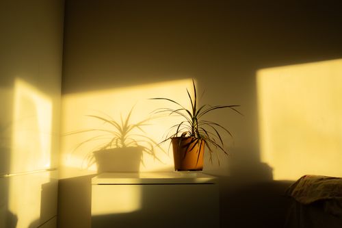 Free A bright room in Istanbul featuring a houseplant casting intricate shadows on the wall. Stock Photo