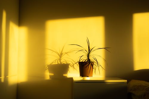 Free A potted plant in sunshine casting shadows on the wall, creating a warm and tranquil ambiance. Stock Photo