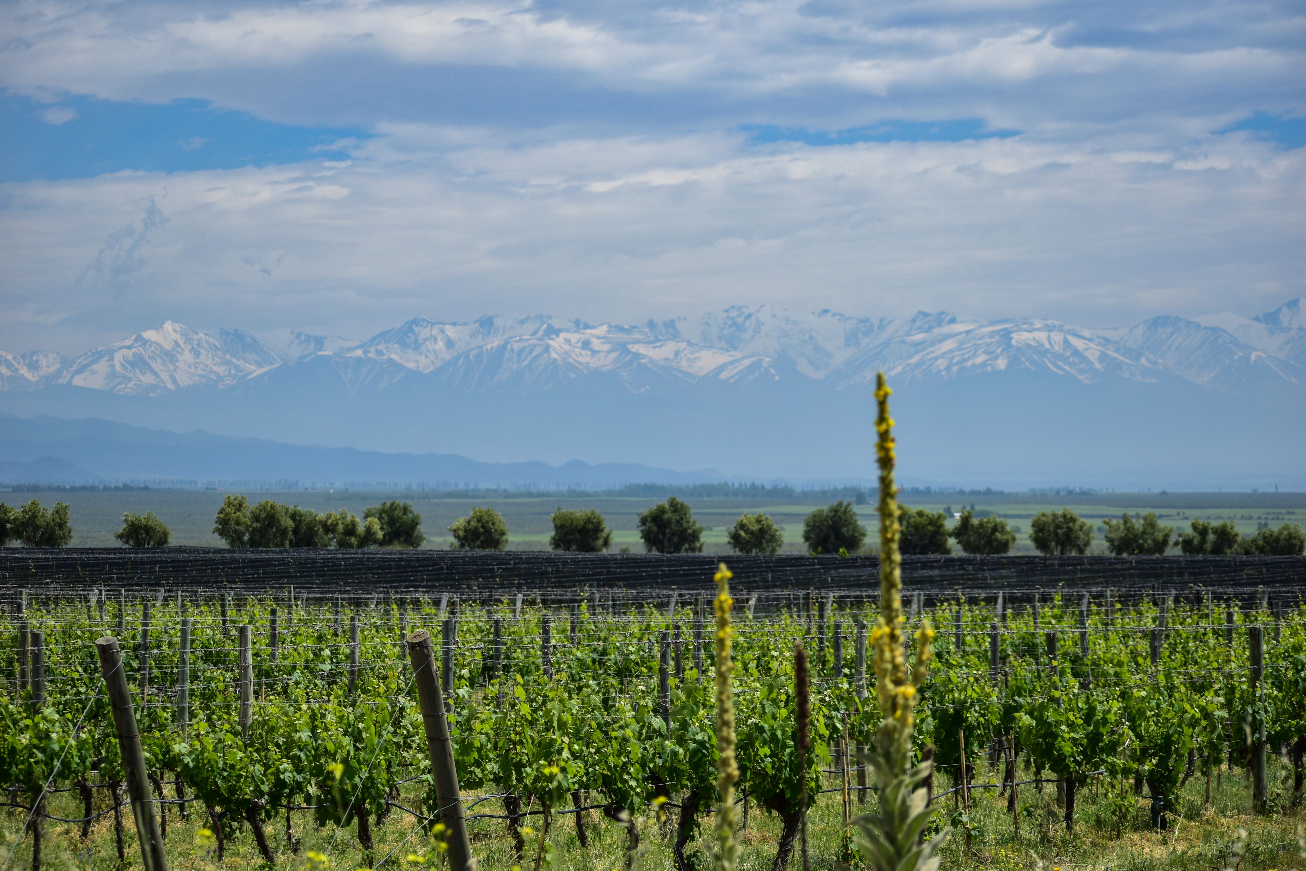 Picturesque Vineyards In Tunuy n Mendoza With Andes Backdrop Free 